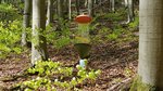 Flugfenster-Fallen zur Erfassung von Totholzkäfern im Buchenwald (Foto: D. Singer)