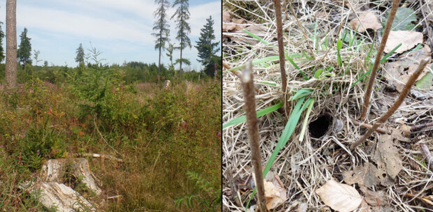 Links: Waldfläche und rechts: Mäuse-Loch auf dem Waldboden
