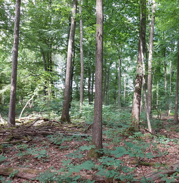 Laubwald mit jungen Bäumen am Boden