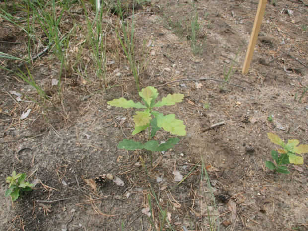 Auf dem Foto ist ein Eichensämling im Fläming abgebildet. Foto: D. Tamke