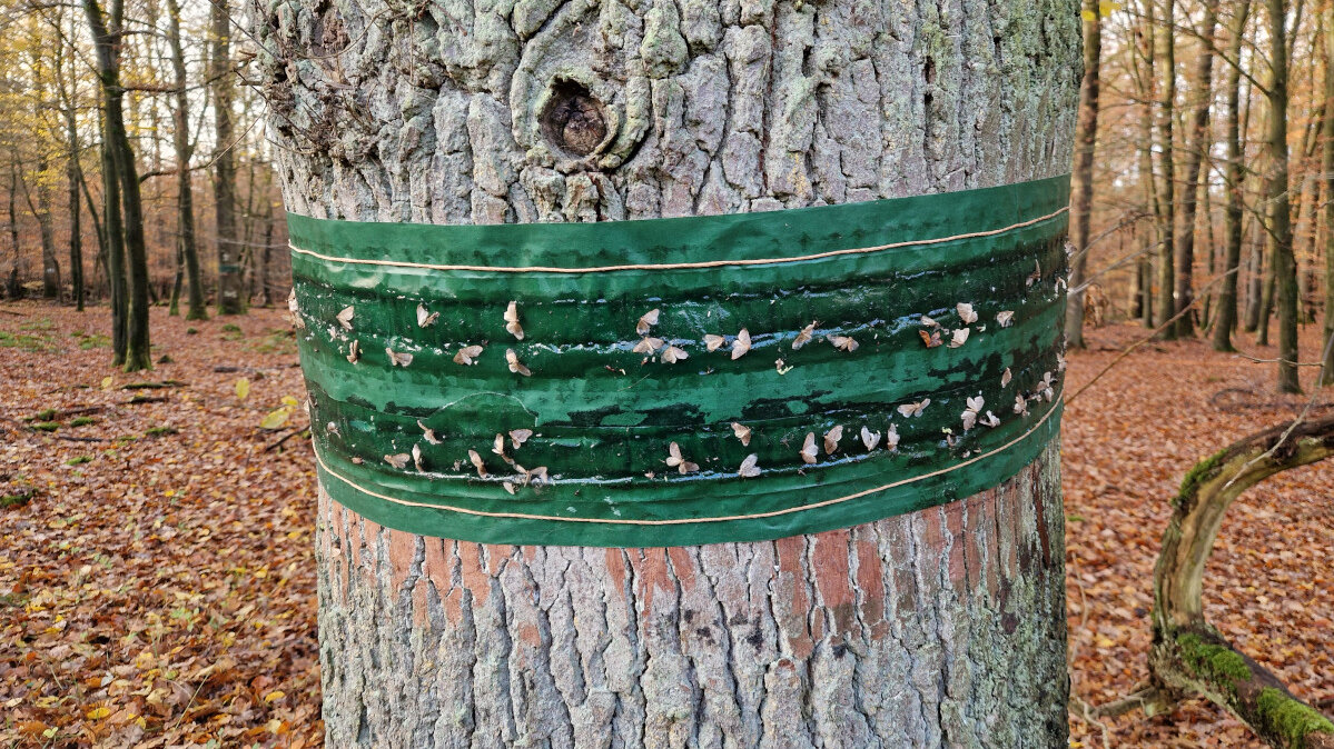 Auf einem Leimring um einen Eichenstamm kleben viele kleine Frostspanner.