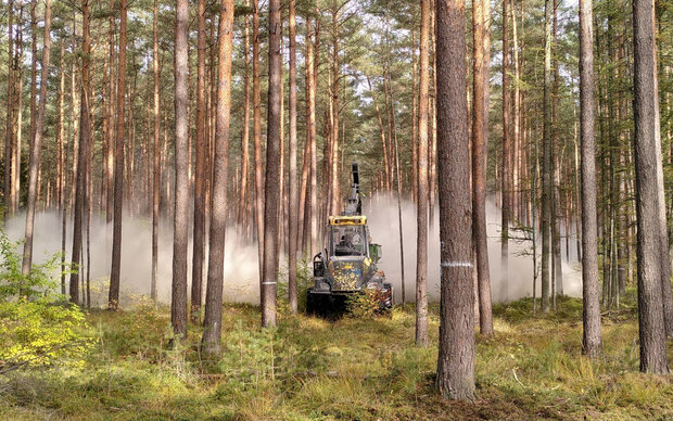 Kalk wird von einem Trecker aus in einem Kiefernbestand verteilt.