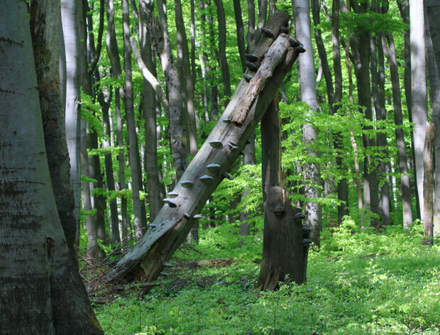 Laubwald mit viel Totholz