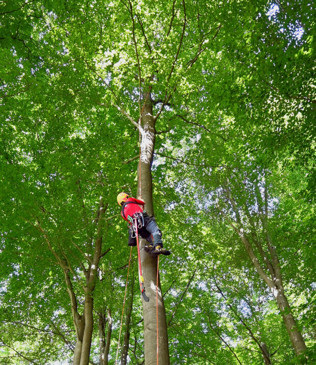 Person klettert einen Buchenstamm hoch