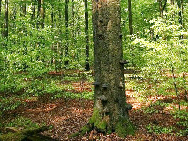 Stehendes Totholz in einem Buchenbestand
