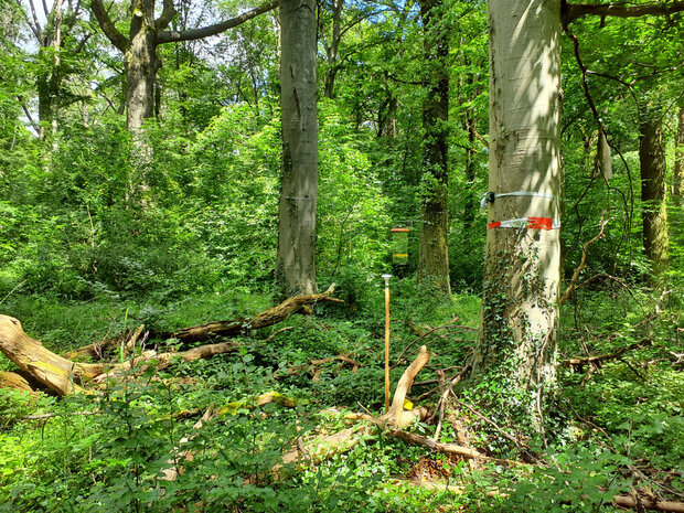 Untersuchungsfläche in einem Wald mit viel Totholz