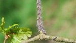 Larven des Eichenprozessionsspinners an einem Eichenast (Foto: NW-FVA)
