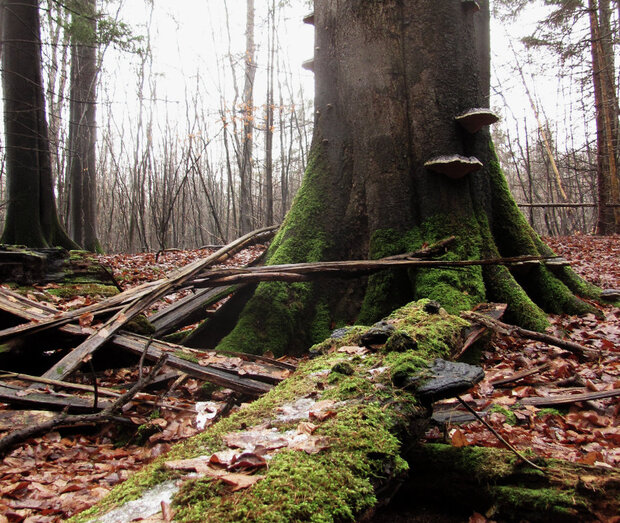 liegendes und stehendes totes Buchenholz mit Baumpilzen