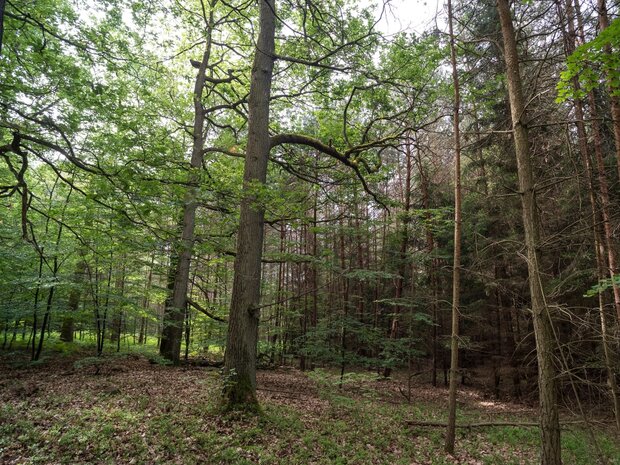 Laub- und Nadelbäume