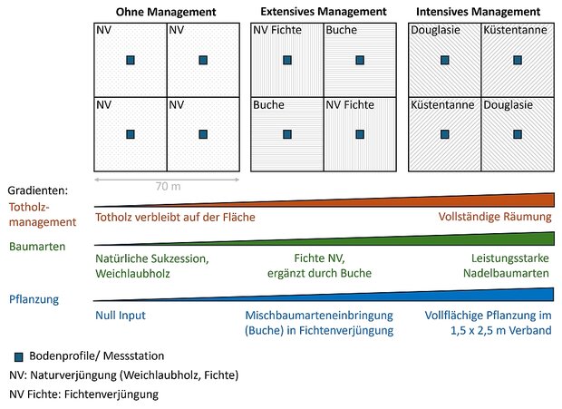 Schema der drei abgestuften Managementintensitäten, die den Kern des Versuchsdesigns darstellen