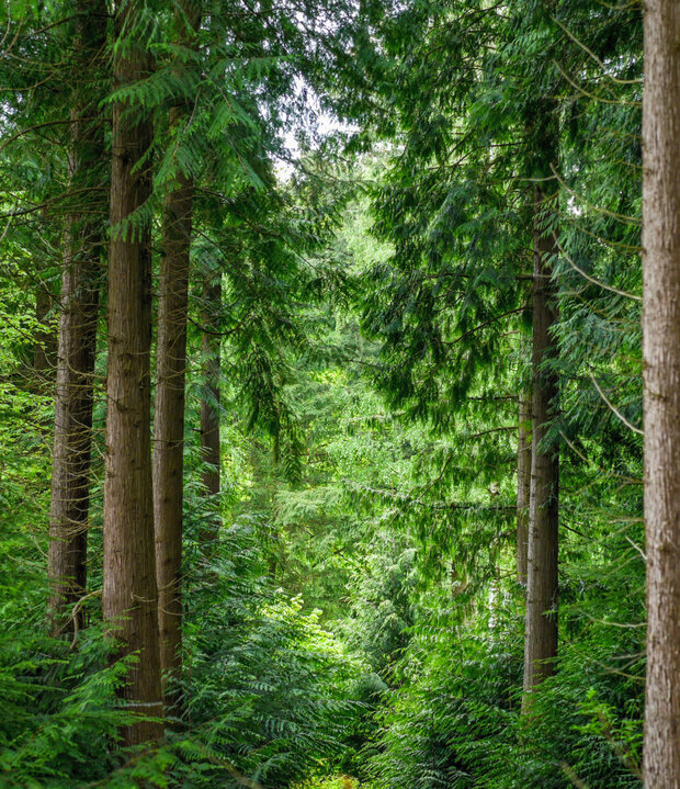 Waldbestand aus Thuja-Bäumen