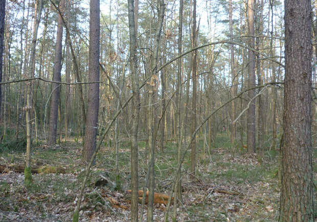 junge Traubeneichen unter älteren Kiefern