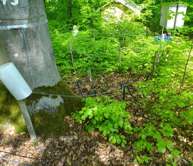 Auf dem Foto ist ein Messfeld zur Bodenfeuchtemessung auf der Intensivmonitoringfläche Krofdorf abgebildet, Foto: H. Meesenburg