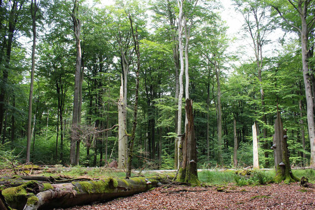 Laubwald mit einem hohen Anteil an liegendem und stehendem Totholz.