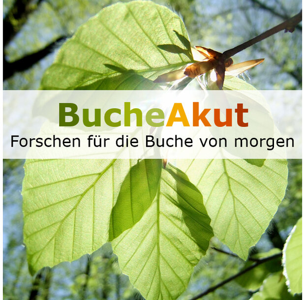 BucheAkut Logo