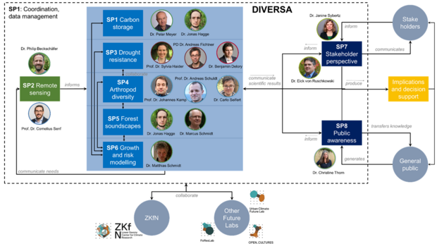 Organigramm des DIVERSA-Projektes
