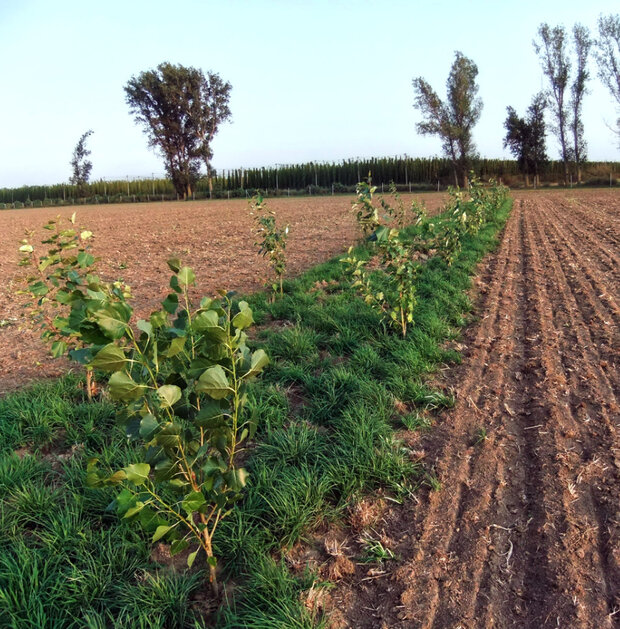 Blick auf eine Ackerfläche mit schmalen Forststreifen