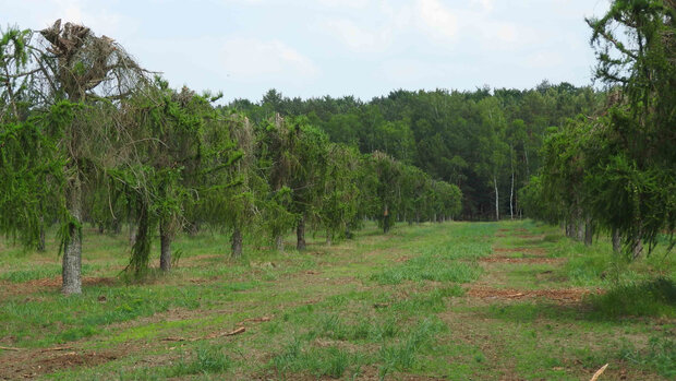 Samenplantage auf gemulchter Fläche