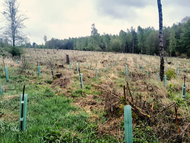 Grüne Wuchshüllen schützen kleine Bäume auf einer Aufforstungsfläche
