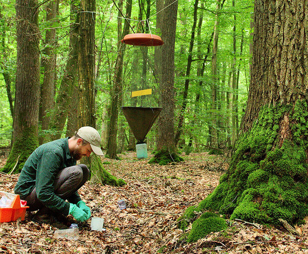 Wissenschaftler entleert im Wald Insektensammlern