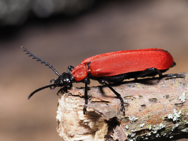 Scharlachroter Feuerkäfer auf einem Stück Totholz