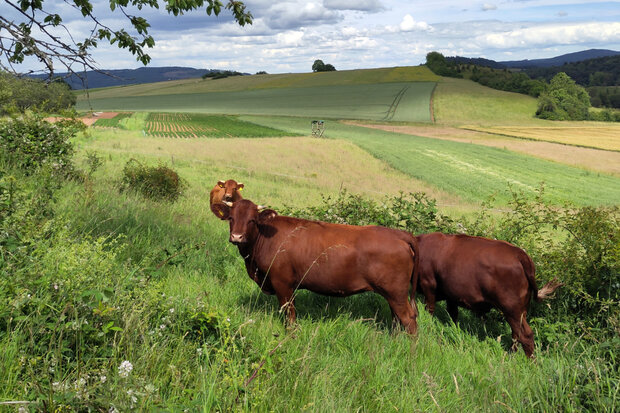 Rinder auf einer Weide am Wald