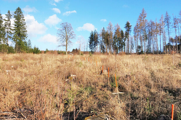 Orange Holzstäbe auf Waldboden markieren das Transekt