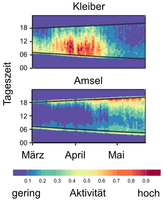 Bunte Grafik, die die Aktivität des Kleibers und der Amsel beschreibt.