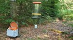 Zwei Insekten-Fallen in einem Laubwald
