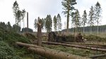 vom Sturm umgeworfene Fichten