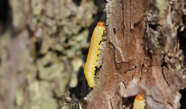gelbe Larven der Kiefernbuschhornblattwespe auf einem Stamm