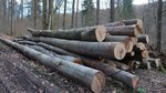 Buchenpolter im Wald