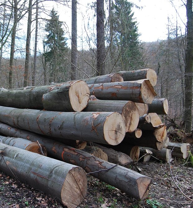 Aufeinander gestapelte Buchenstämme im winterlichen Wald.